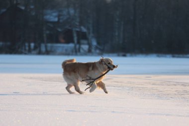 Golden Retriever ağzına sopa ile çalışıyor. Kış. 