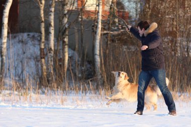 Genç bir adam onun köpek golden retriever eğitim.