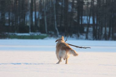Golden Retriever ağzına sopa ile çalışıyor. Kış. 