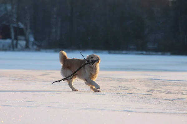 Golden Retriever Esecuzione Con Bastone Bocca Inverno — Foto Stock