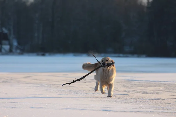 Golden Retriever Jest Uruchomiony Kijem Usta Zimowe — Zdjęcie stockowe