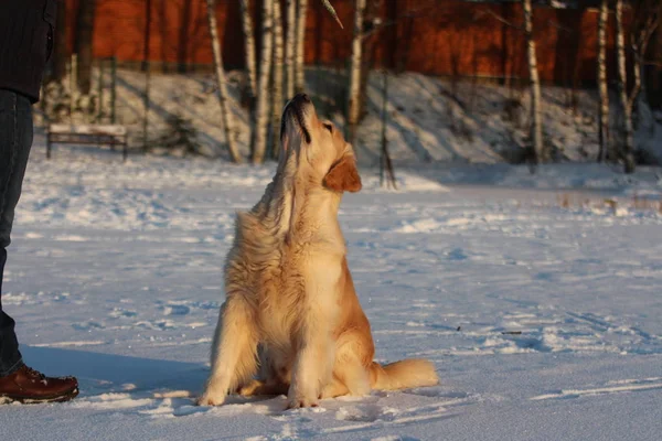 Ein Junger Mann Trainiert Seinen Hund Golden Retriever — Stockfoto
