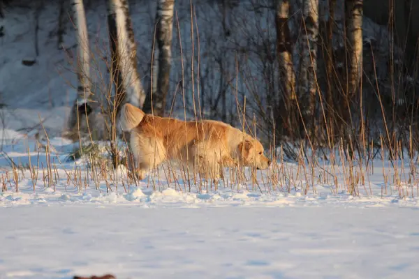 Golden Retriever Sta Camminando Inverno — Foto Stock