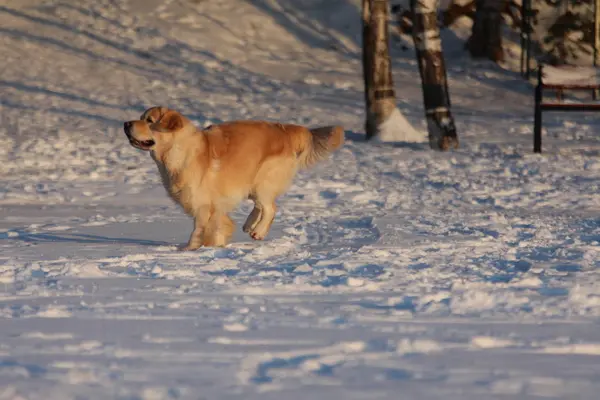 Golden Retriever Sta Camminando Inverno — Foto Stock