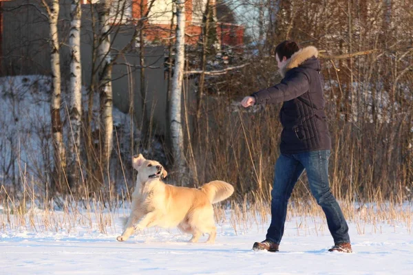 Genç bir adam onun köpek golden retriever eğitim.