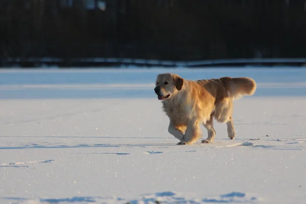 金毛猎犬在走路冬天 — 图库照片