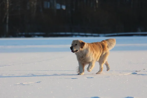 Golden Retriever Está Caminando Invierno —  Fotos de Stock