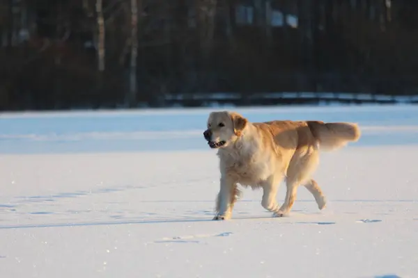 Golden Retriever Sta Camminando Inverno — Foto Stock