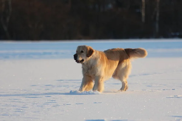 Golden Retriever Yürüyor Kış — Stok fotoğraf