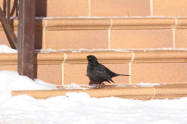 Jaggies üzerinde Blackbird. Bahar. 