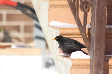 Jaggies üzerinde Blackbird. Bahar. 