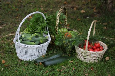Sebzeli hasır sepet, salatalık, domates, kabak, maydanoz ve dereotu..
