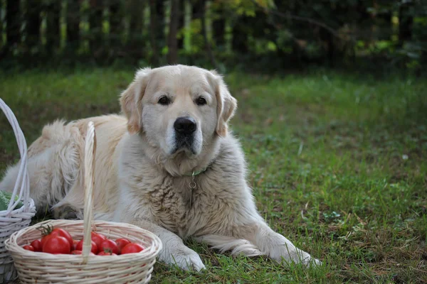 Kırsalda bir sepet domatesli Golden Retriever.