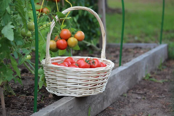 Cesta Tomate Plantas Tomate Jardim — Fotografia de Stock