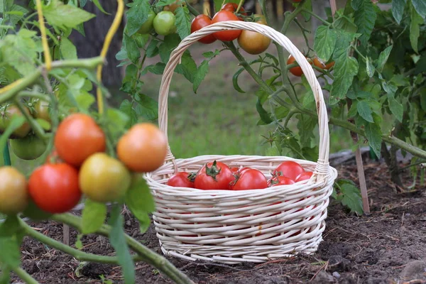 Cesta Tomates Jardim — Fotografia de Stock