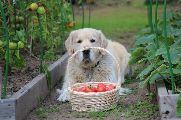 Hund Mit Erntekorb Mit Tomaten Zwischen Gartenbeeten — Stockfoto