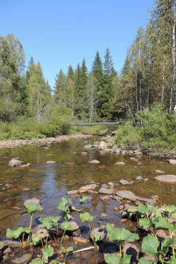 Orman Nehri üzerinde köprü