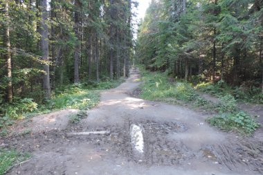 Ormanın içinden geçen yol. 