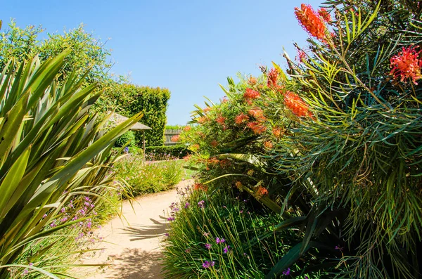 Rode Lycoris Bloeit Portugal Tuin Groene Plant Zon — Stockfoto