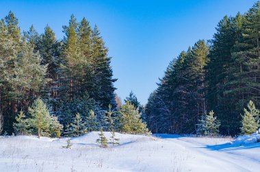 Kış manzarası çam ormanı. Ağaçlar ve dallar karla kaplıdır ve kar güneşte parlar. Soğuk, taze, sağlıklı hava..