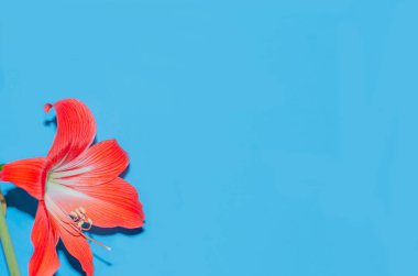 Turuncu-kırmızı zambak çiçeği mavi arka planda kapanıyor. Romantik konsept, tebrik kartı. Metin için boşluk. Boşluğu kopyala