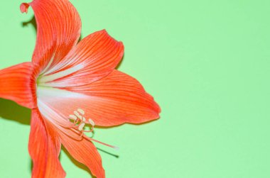 Turuncu-kırmızı zambak çiçeği yeşil arka planda kapanıyor. Romantik konsept, tebrik kartı. Metin için boşluk. Boşluğu kopyala