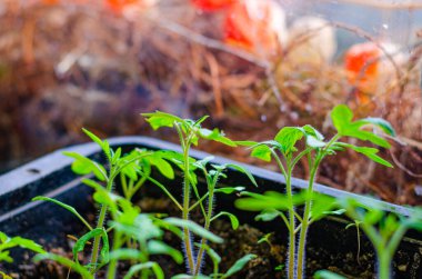 Pencere kenarında küçük domates filizleri yetişiyor. İlkbaharda yeni mahsul kavramı. Domates hasadı.