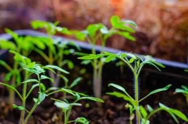 Pencere kenarında küçük domates filizleri yetişiyor. İlkbaharda yeni mahsul kavramı. Domates hasadı.