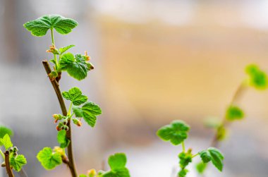 Baharda bahçede taze yapraklar ve frenk üzümü çiçekleri..