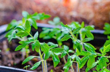 Pencere kenarında küçük domates filizleri yetişiyor. İlkbaharda yeni mahsul kavramı. Domates hasadı.