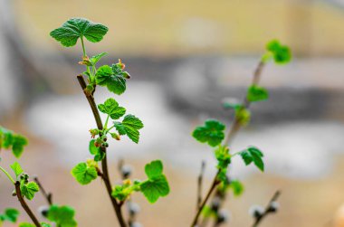 Baharda bahçede taze yapraklar ve frenk üzümü çiçekleri..