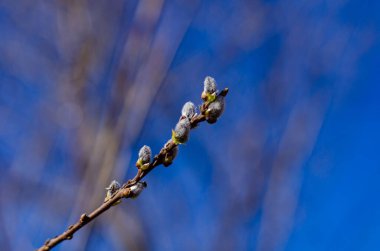 Mavi gökyüzüne karşı söğüt dalları ilkbaharda açar. Paskalya konsepti, doğal arka plan