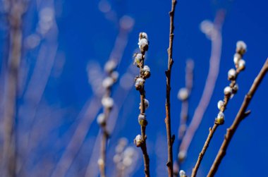 Mavi gökyüzüne karşı söğüt dalları ilkbaharda açar. Paskalya konsepti, doğal arka plan