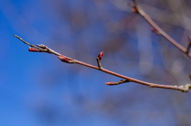 Ağaçların dallarındaki tomurcuklar mavi gökyüzüne karşı ilkbaharda çiçek açar. Paskalya konsepti, doğal arka plan