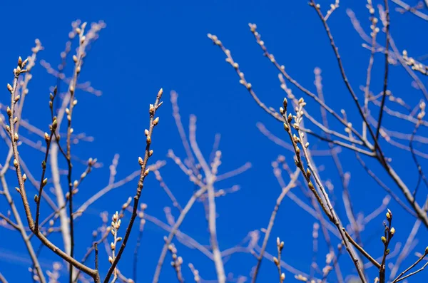 Les Bourgeons Sur Les Branches Des Arbres Contre Ciel Bleu — Photo