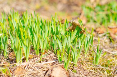  İlk bahar filizleri ve çiçekler kuru otların arasından çıkar. çiçek açıyor..