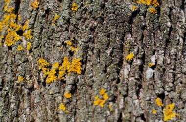 Bahar ormanının arka planında bir sarı yosun olan eski bir ağaç kabuğunu kapat..