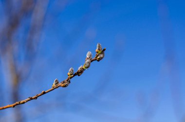 Baharda mavi gökyüzüne karşı söğüt dalları. Paskalya konsepti, doğal arka plan