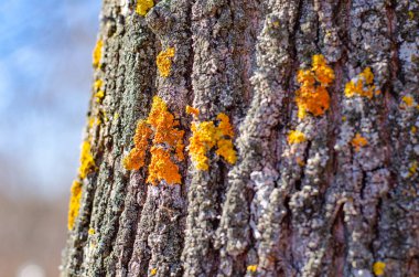 Bahar ormanının arka planında bir sarı yosun olan eski bir ağaç kabuğunu kapat..