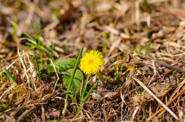  İlk bahar filizleri ve çiçekler kuru otların arasından çıkar. çiçek açıyor..