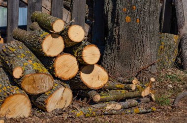 Ağaç gövdeleri ve ağaç kabukları. Büyük bir odun yığını. Ormanların yok edilmesi, ormanların temizlenmesi, arka bahçeler ve ormanlar.. 
