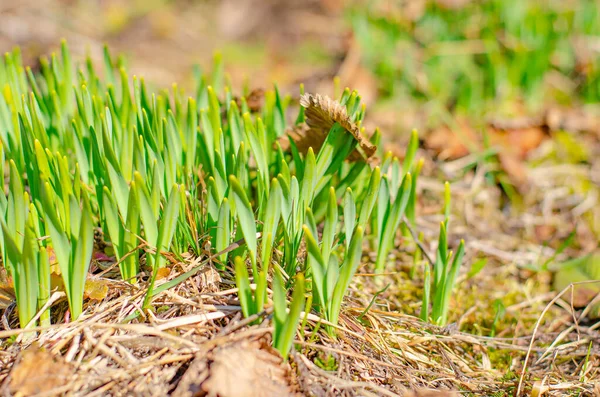Die ersten Frühlingssprossen und -blumen durchbrechen das trockene Gras. Blütezeit. — Stockfoto