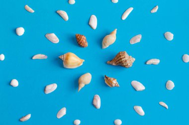 Pastel mavi arka planda fotokopi alanı olan çeşitli deniz kabuğu desenleri. Yaz düzlüğü.