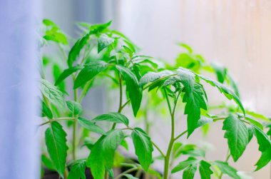 Domates fideleri pencere kenarında büyür. Bahçe ve hasat konsepti, yeni sebze hasadı..