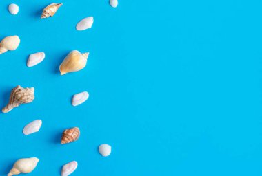 Pastel mavi arka planda fotokopi alanı olan çeşitli deniz kabuğu desenleri. Yaz düzlüğü.