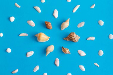 Pastel mavi arka planda fotokopi alanı olan çeşitli deniz kabuğu desenleri. Yaz düzlüğü.