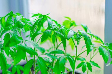 Domates fideleri pencere kenarında büyür. Bahçe ve hasat konsepti, yeni sebze hasadı..