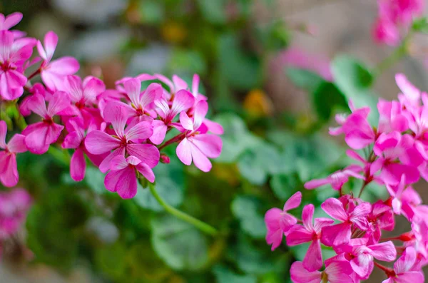 Las flores rosas de geranio están en el alféizar de la ventana. Naturai Fondo . — Foto de Stock