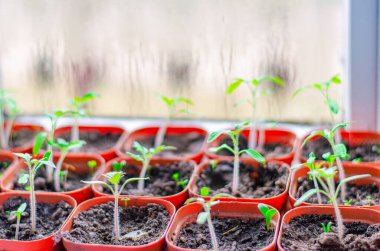 Domates fideleri pencere kenarında büyür. Bahçe ve hasat konsepti, yeni sebze hasadı..