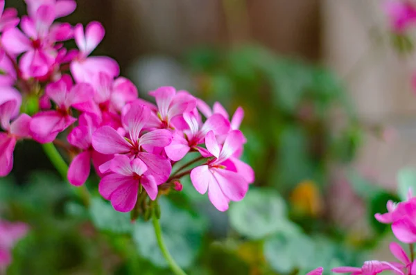 Las flores rosas de geranio están en el alféizar de la ventana. Naturai Fondo . — Foto de Stock
